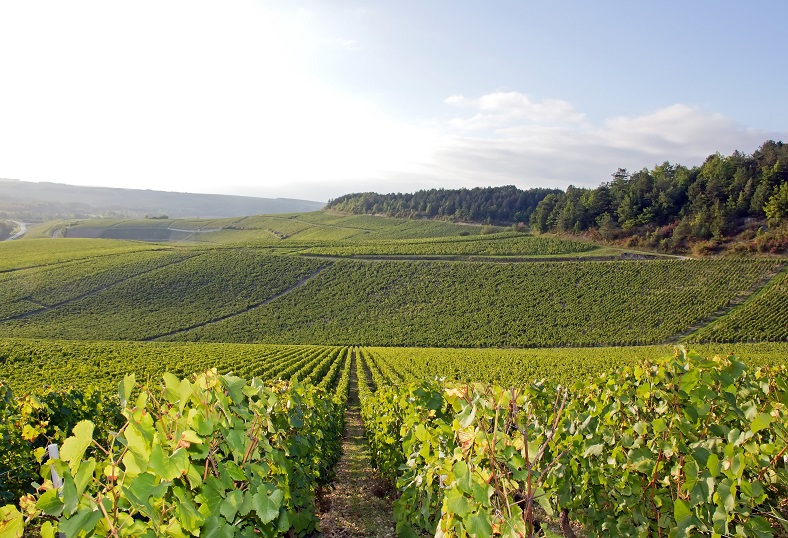 Balade commentée dans le vignoble de Chablis avec Mise en Art